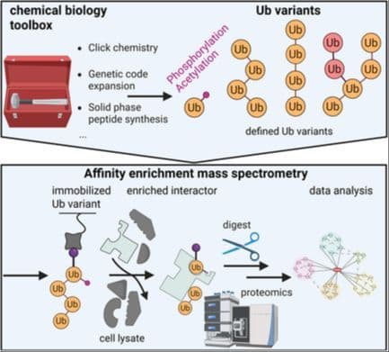 Investigating the Interaction Profile of Unconjugated Ubiquitin: Chemical Biology and Affinity Enrichment Mass Spectrometric Approaches