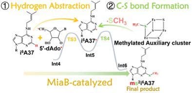 Iron‐Sulfur‐Mediated C‐S Bond Formation: Mechanistic Insights from the state‐crossing tRNA Methylthiolation by the Radical SAM Enzyme MiaB