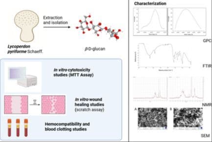 Isolation, Characterization, and Wound‐Healing Potential of β‐D‐Glucan from Lycoperdon pyriforme Schaeff