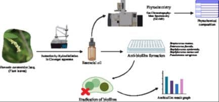 Lupeol as a Potential Inhibitor of NorA Efflux Pumps in Staphylococcus aureus: In Silico and In Vitro Evidence