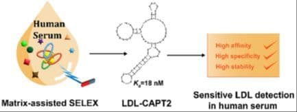 Matrix‐Assisted Efficient Selection of a High‐Affinity Circular Aptamer for Sensitive Detection of Low‐Density Lipoprotein in Human Serum