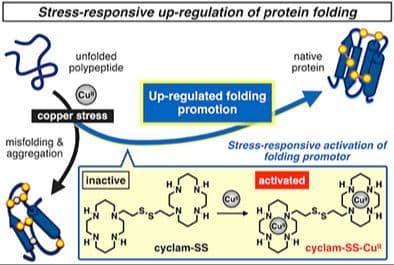 Metal‐Responsive Up‐Regulation of Bifunctional Disulfides for Suppressing Protein Misfolding and Promoting Oxidative Folding