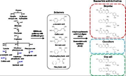 Microbial Synthesis of Six Rosmarinic Acid Derivatives