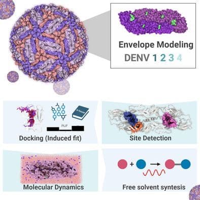 “Molecular Docking and Dynamic Studies of Amide Derivatives from Cinnamic Acid with Potential Anti‐Dengue Virus Activity”