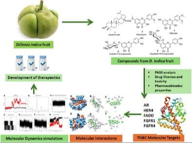 Natural Compounds from Dillenia indica Target Hormonal and Non‐Hormonal Receptors in Triple‐Negative Breast Cancer: A Computational Analysis