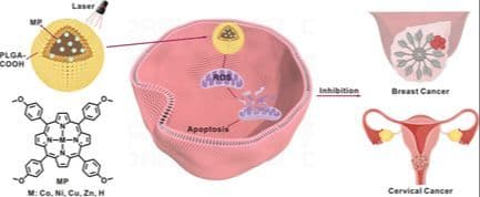 Nonmetal Methoxy‐Porphyrin Nanophotosensitizers: An Antitumor Agent for Photodynamic Therapy against Breast Cancer and Cervical Cancer
