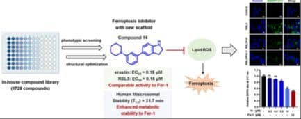 Novel Indoline Derivatives as Ferroptosis Inhibitors: Synthesis, Biological Evaluation, and Mechanistic Investigation