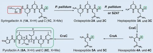 Ökologische Chemie: Chemisches Radar schützt Bakterien vor Amöben