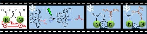 Photocontrolled Release of Urea Enables the Detection of Urea–Urease Intermediates by Cryo‐FTIR