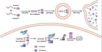 Programmed Targeted Protein Degradation Via DNA Modularized Ligand