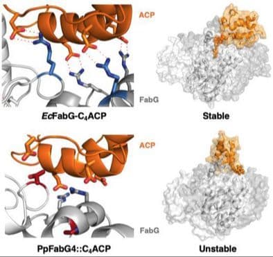 Protein–Protein Complex Stability Controls Substrate Scope in a β‐Ketoacyl‐ACP Reductase Specific for Medium Chains