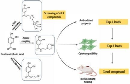 Protocatechuic Acid and its Derivatives: Synthesis, Antioxidant Properties, and Potential In Vivo Wound Healing Applications