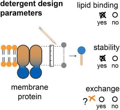 Recent Advances in Detergent Chemistry and Handling Support Membrane Protein Analysis Including Lipid Interactions