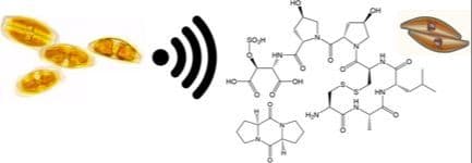 Recent Advances in Understanding the Sex Pheromone‐Mediated Communication of Diatoms