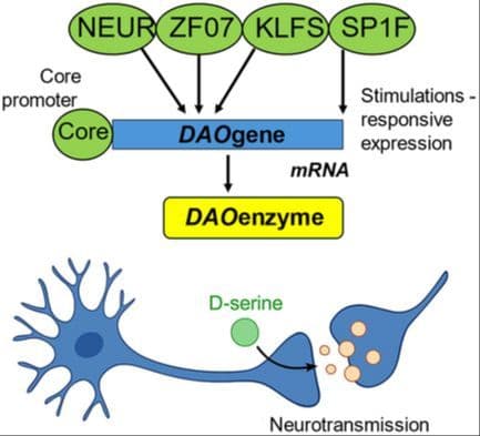 Regulation of Gene Expression of Mouse D‐Amino Acid Oxidase