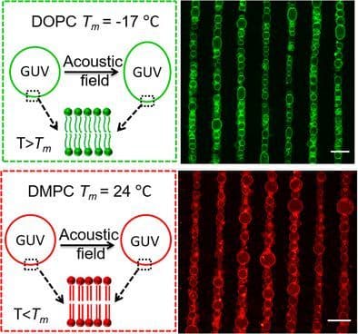 Response of Giant Unilamellar Vesicles (GUVs) in Acoustic Field
