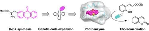 Ribosomal Incorporation of Thioxanthone as a Noncanonical Amino Acid Facilitates the Engineering of Photoenzymes