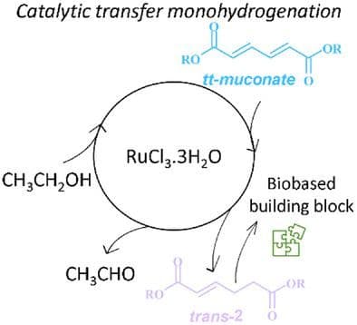 Selective Homogeneous Monohydrogenation of Muconic Acid and Muconates via Ru‐Catalyzed Transfer Hydrogenation