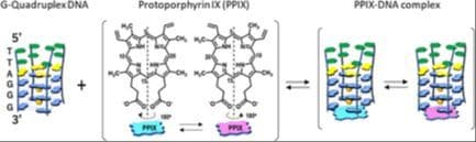 Selective Recognition of G‐Quadruplex DNAs by Protoporphyrin IX: NMR Insights into 3′‐Terminal G‐Quartet Binding