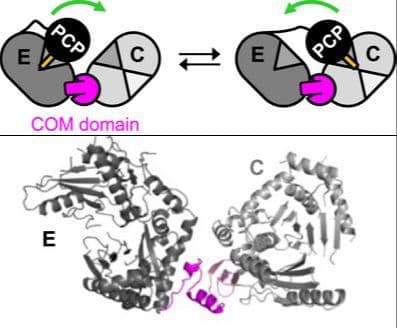 Structural Basis for a Scaffolding Role of the COM Domain in Nonribosomal Peptide Synthetases