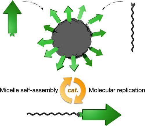 Structural Screening of Short Peptide Amphiphiles with Autocatalytic Self‐Replication