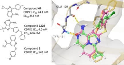 Structure‐Based Drug Design of Novel Heterocyclic Scaffolds as TgCDPK1 Inhibitors