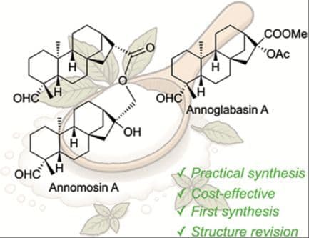 Syntheses of Annoglabasin A and Annomosin A, ent‐Kaurane Diterpenoids from Annonaceae, Using Stevia Sweetener as a Cost‐Effective Synthetic Source