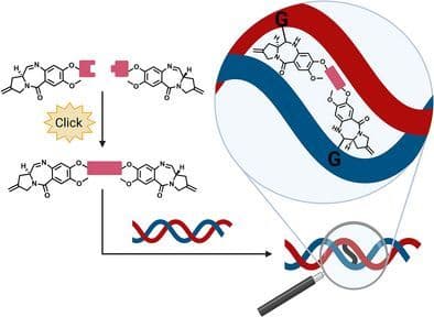 Synthesis and Evaluation of DNA Cross‐linkers by Click Chemistry‐Mediated Heterodimerization of Nor‐Tomaymycins