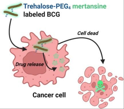 Synthesis and Evaluation of Trehalose‐Based Mertansine Warheads for Bacillus Calmette–Guérin Delivery of Anticancer Agents
