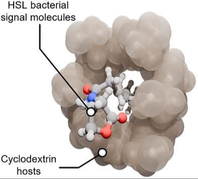 Systematic Mapping of Homoserine Lactone and Cyclodextrin Binding Strengths — Effects of Structural Features