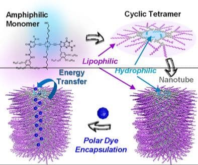 Tailoring Tubular Supramolecular Polymers with Polar Lumens to Host Hydrophilic Dye Molecules