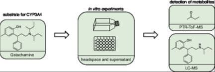 Towards the Use of Metabolic Volatiles in Breath for Determining Drug Response: Gstachamine as an Unlabeled Substrate to Measure CYP3A4 Activity