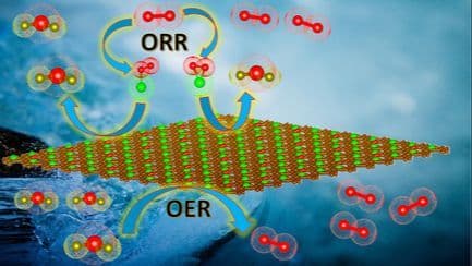 Unraveling the Mechanism of Oxygen Electrocatalysis on Transition Metal‐Free Single‐Atom‐Doped Holey Graphyne