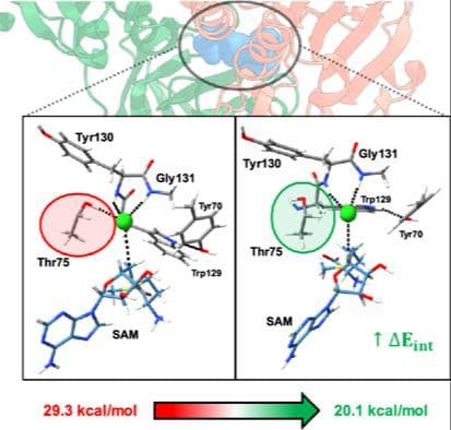 Unveiling SalL Chlorinase Reaction Mechanism and Selectivity through Quantum Mechanical/Molecular Mechanics and Activation‐Strain Model