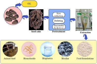 Valorization of Oil Cakes for Various Applications: A Comprehensive Review